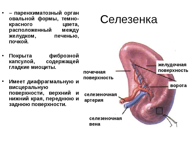 спленомегалия что это такое как лечить